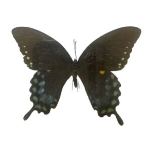 Spicebush Swallowtail (Papilio troilus), Damaged