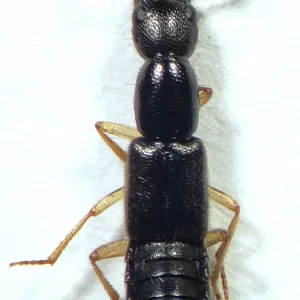 Rove Beetle