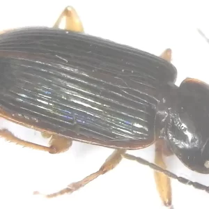 Ground Beetle