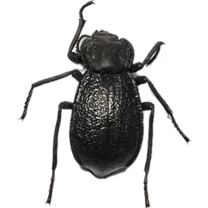 Darkling Beetle