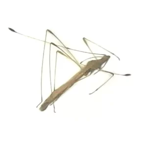 Stilt Bug