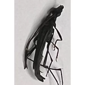 Flower Longhorn Beetle