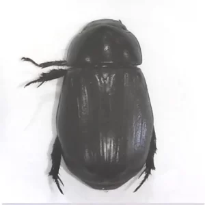 Sugarcane Beetle