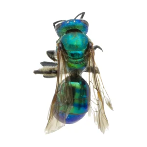 Sweat Bee (Augochlora sp.) dorsal view of a pinned specimen with metallic green body on a white background