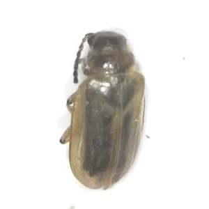 Northern Tamarisk Beetle