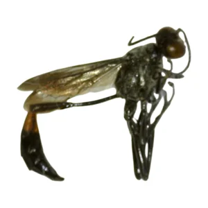Thread-waisted Wasp (Ammophila sp.)