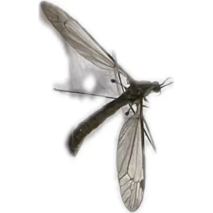 Crane Fly