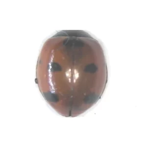 Transverse Ladybug (aka. lady Beetle)