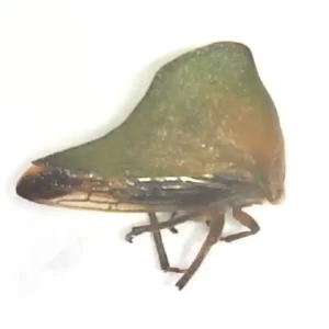 Treehopper