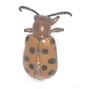 Twelve-spotted Asparagus Beetle