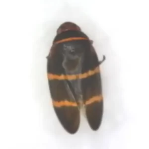 Two-lined Spittlebug