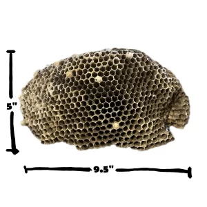 Paper Wasp Nest - Polistes carolina  9.5" x 5.0"