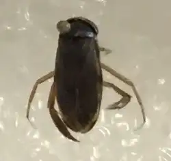 Water Boatman