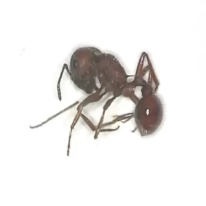 Western Harvester Ant