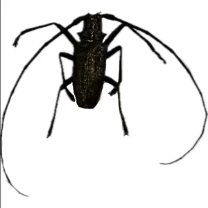 White-spotted Sawyer