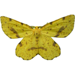 Crocus Geometers - Xanthotype sp.