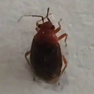 Yucca Plant Bug