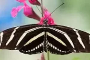 Zebra Longwing