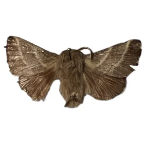 Eastern Tent Catterpillar Moth - Malacosoma americanum adult moth