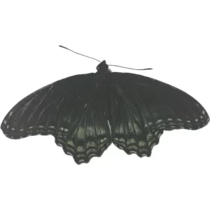 Limenitis arthemis - Red-spotted Purple