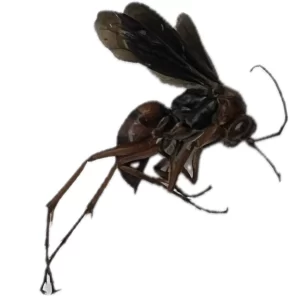 Psorthaspis sanguinea - Spider Wasp