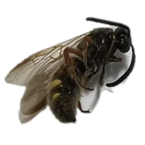 Scolia nobilitata - Noble Scoliid Wasp