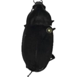 VividMetallicGroundBeetle - Chlaenius sp.