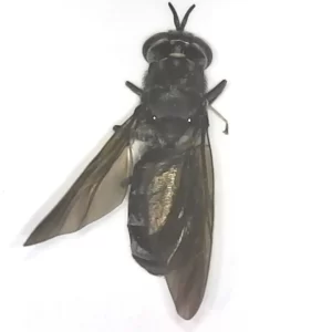 Hermetia illucens - Black Soldier Fly