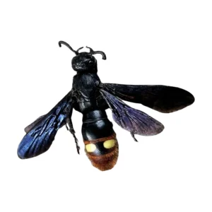 Blue-winged Wasp (Scolia dubia)