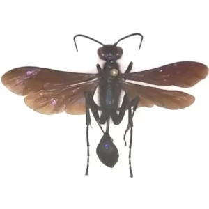 Blue Mud Wasp - Chalybion sp.