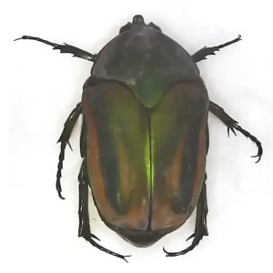 Green June Beetle - Cotinis sp.