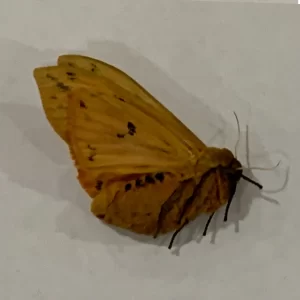Pyrrharctia Isabella - Isabella Tiger Moth