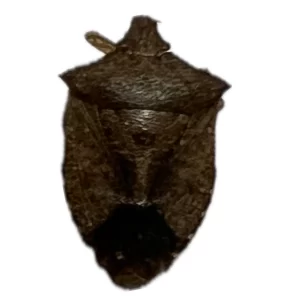 Pentatomidae - Stink Bug