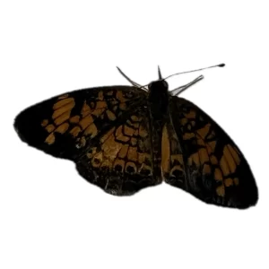 Phyciodes cocyta - Northern Crescent