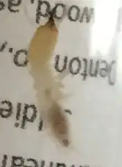 Subterannean Termite (Soldier)