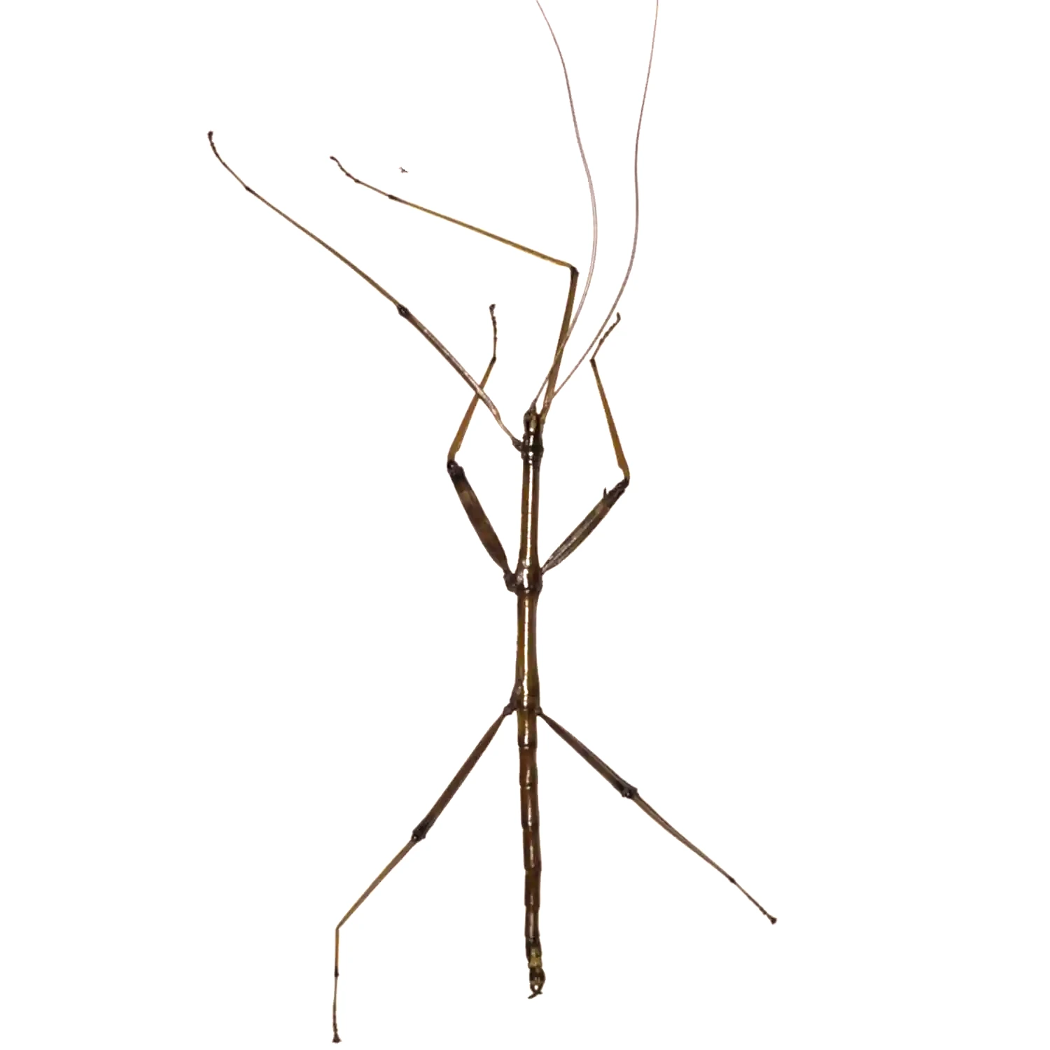Northern Walkingstick (Diapheromera femorata)