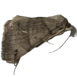 Caenurgina crassiuscula - Clover Looper