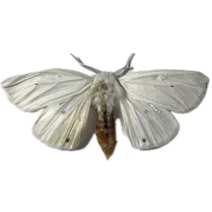 Spilosoma virginica - Virginian Tiger Moth