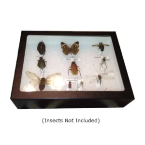insect display case 8in x 6in x 3in