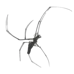 Long-jawed Orb Weaver