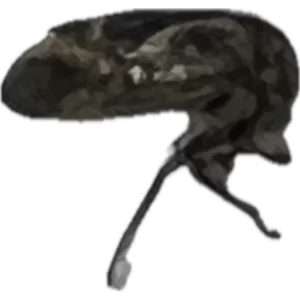 Treehopper - Ophiderma flava