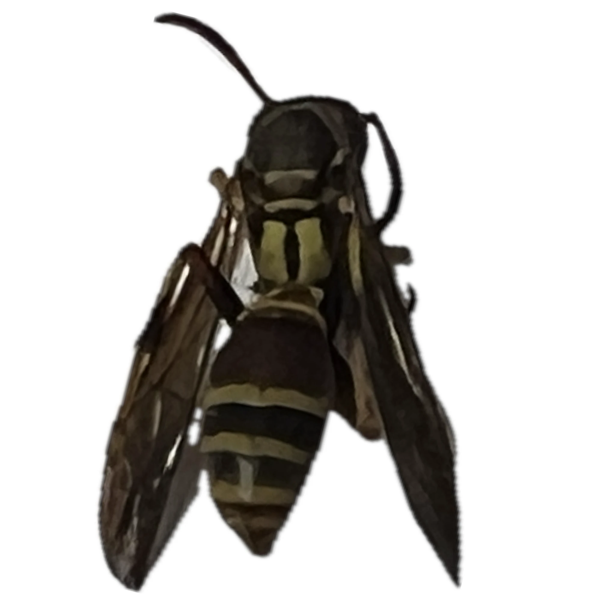 Polistes fuscatus - Northern Paper Wasp