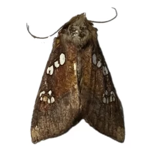 Papaipema nebris - Stalk Borer