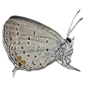 Theclinae - Hairstreak