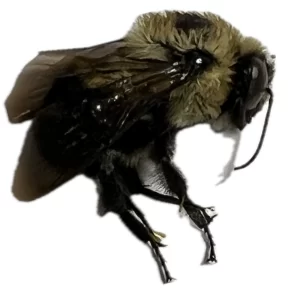 Bombus griseocollis - Brown-belted Bumble Bee