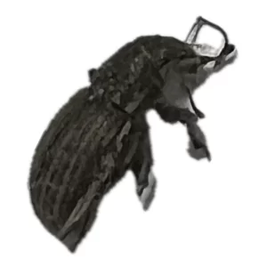 Naupactus - White-fringed Weevil