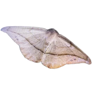 Patalene olyzonaria - Juniper-twig Geometer