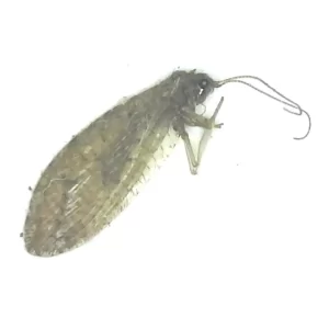 Hemerobiidae - Brown Lacewing