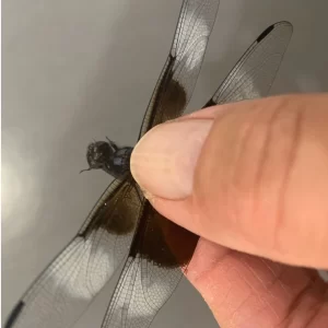Dragonfly - - About Insects4Sale