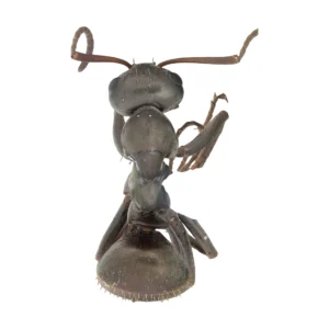 Top-down view of a dried, pinned Silky Field Ant (Formica subsericea) on a white background, head at the top, showing the dark gray head and body, long brown antennae and folded legs.